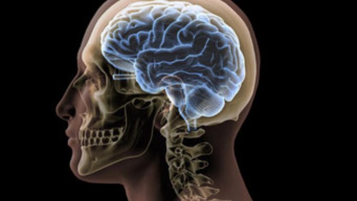 La forma del cerebro y los rasgos de la personalidad